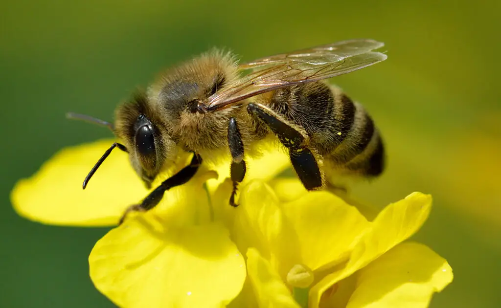 abeille noire 061159 1200 738