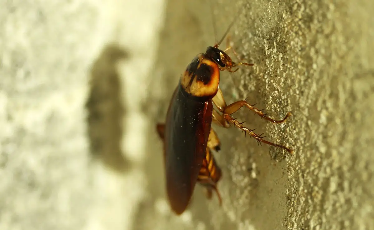 Top 10 schädlichste und nervigste Insekten im Haus!