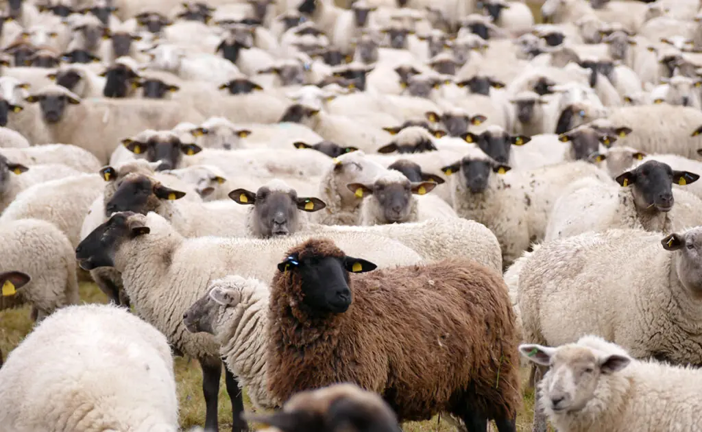 compter les moutons 164916 1200 738