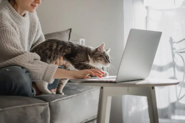 gadgets para gatos
