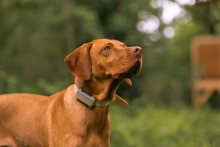 gadgets para perros