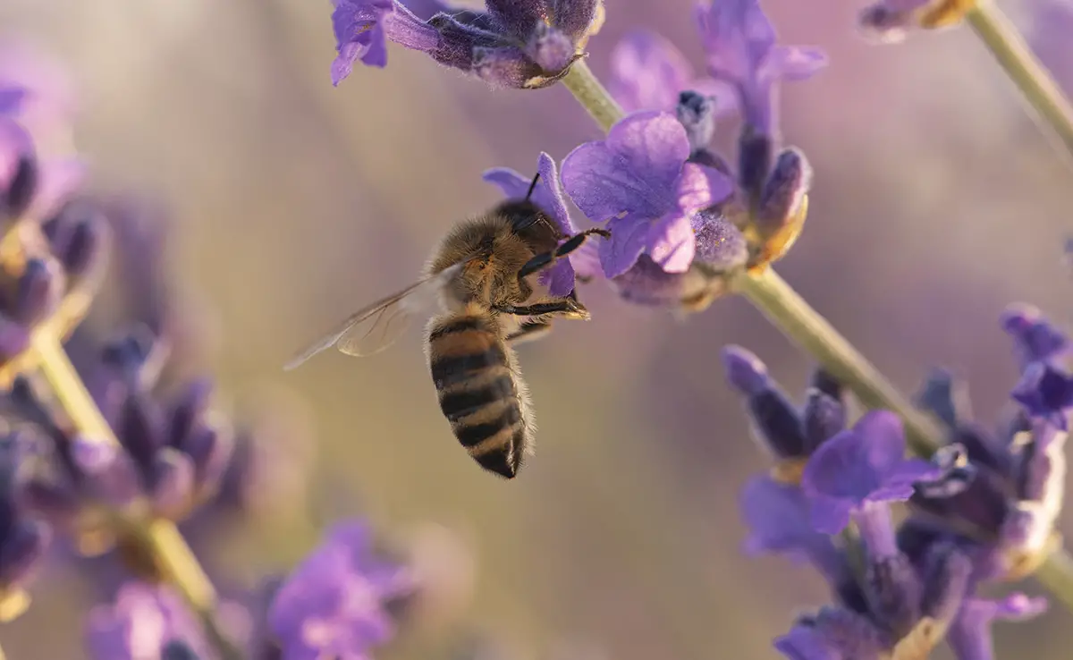 10 Honigpflanzen zum Pflanzen im Garten, um Bienen anzulocken!