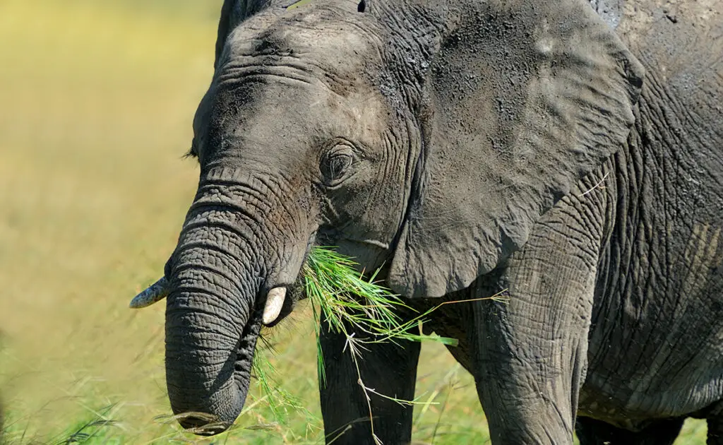 regime alimentaire elephant 093231 1200 738