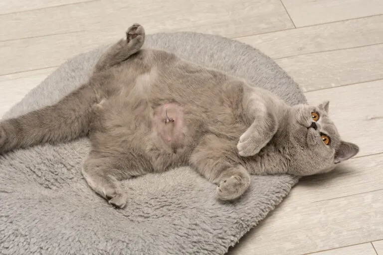 Hernia umbilical en gatos.webp