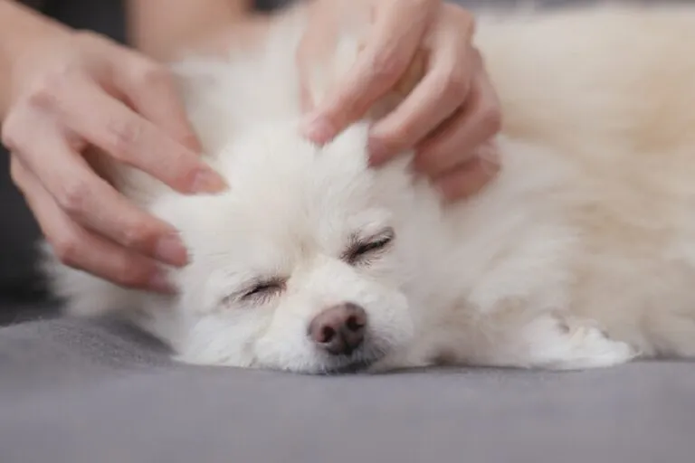 Metodo Tellington TTouch para perros.webp