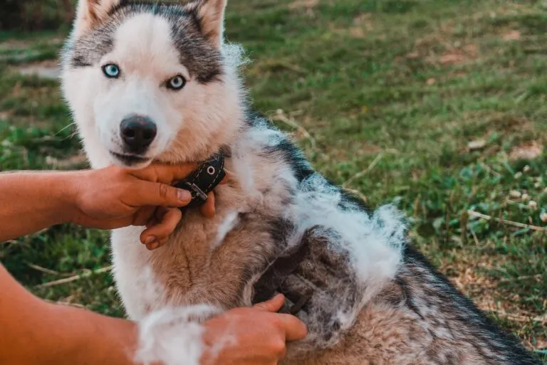 cambio de pelo en perros.webp