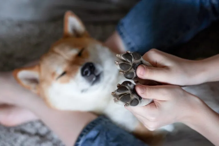 patas de los perros.webp