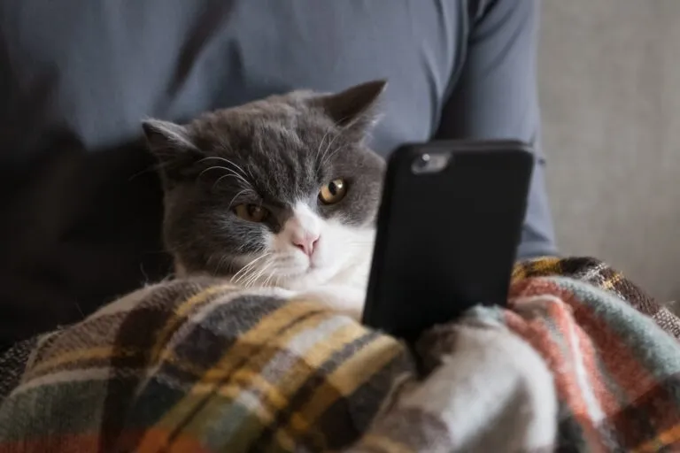 razas de gatos mas populares.webp