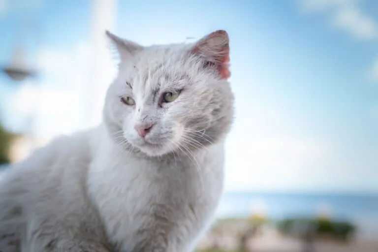 Cancer de piel en gatos.webp