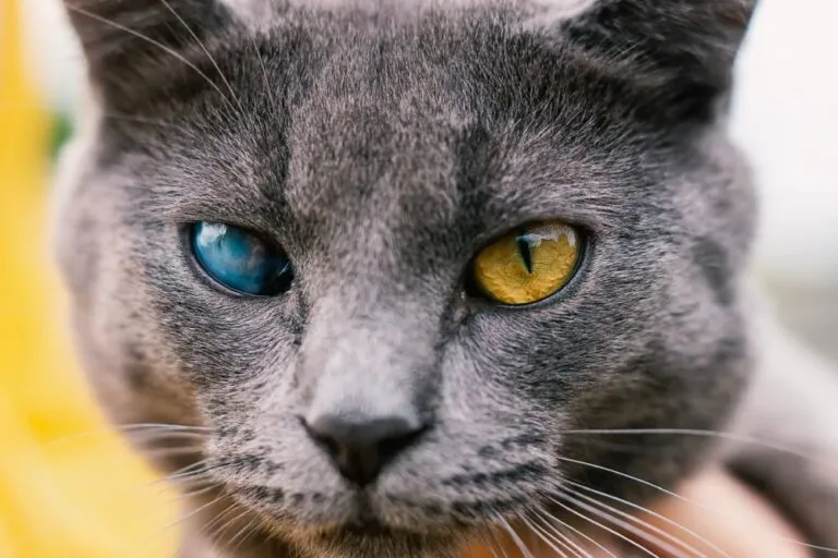 Cataratas en gatos.webp