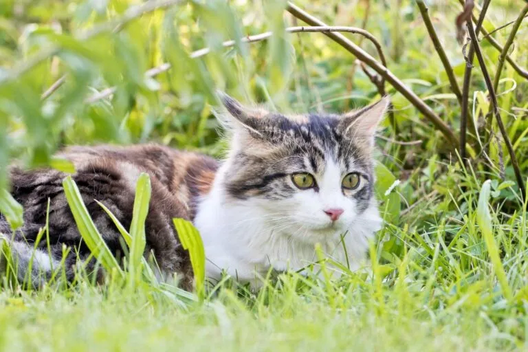 Enfermedad de Lyme en gatos.webp