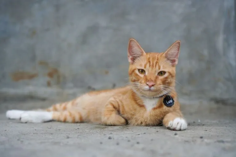 Nombres de gatos machos.webp