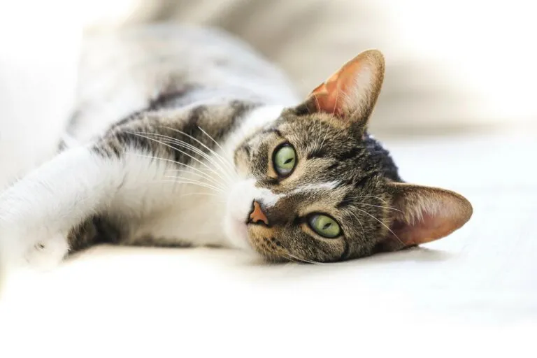 Nombres para gatas.webp