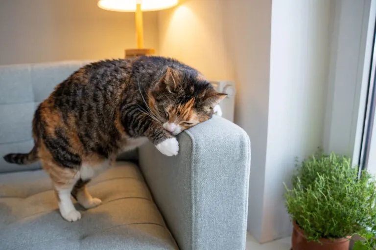 Picor en gatos.webp