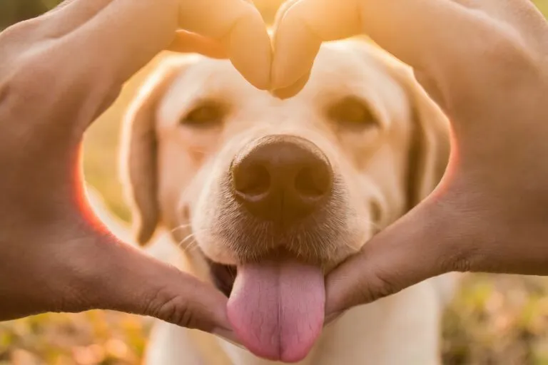Refranes de perros.webp