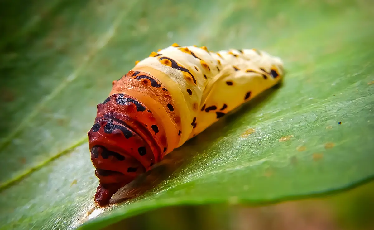 Kokon oder Chrysalid: Welchen Unterschied im Schmetterling?