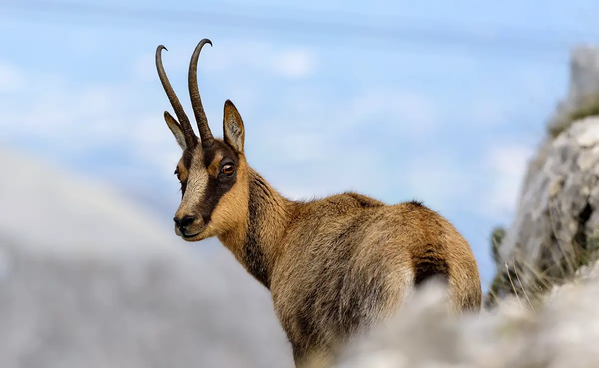 oberser chamois 093406 1200 738