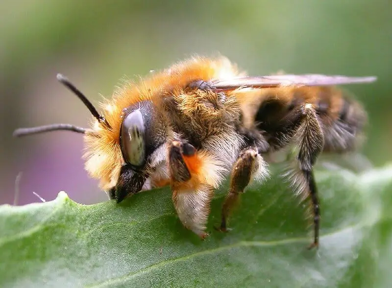 30 Animals Whose Building Skills Rival Human Engineers