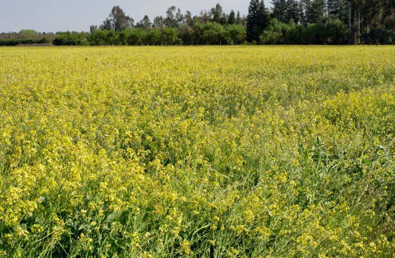 The Plant That Can Literally Eat Metal (And It’s Growing in Your Backyard)