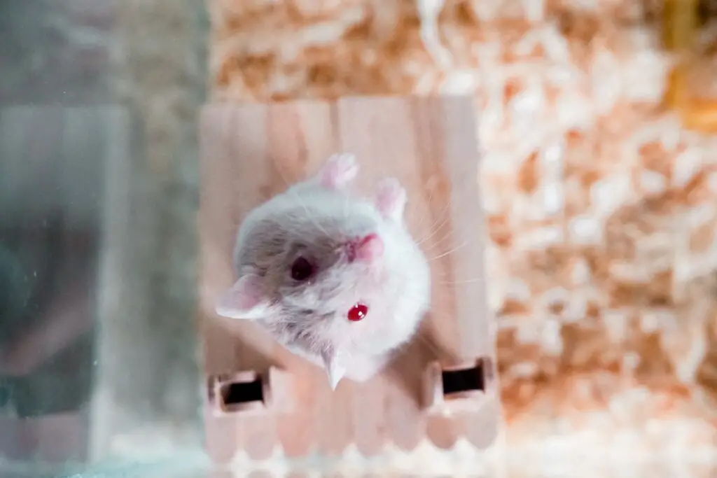 Do Mice Have Hearts of Gold? Studies Show They Can Be “Good Samaritans”