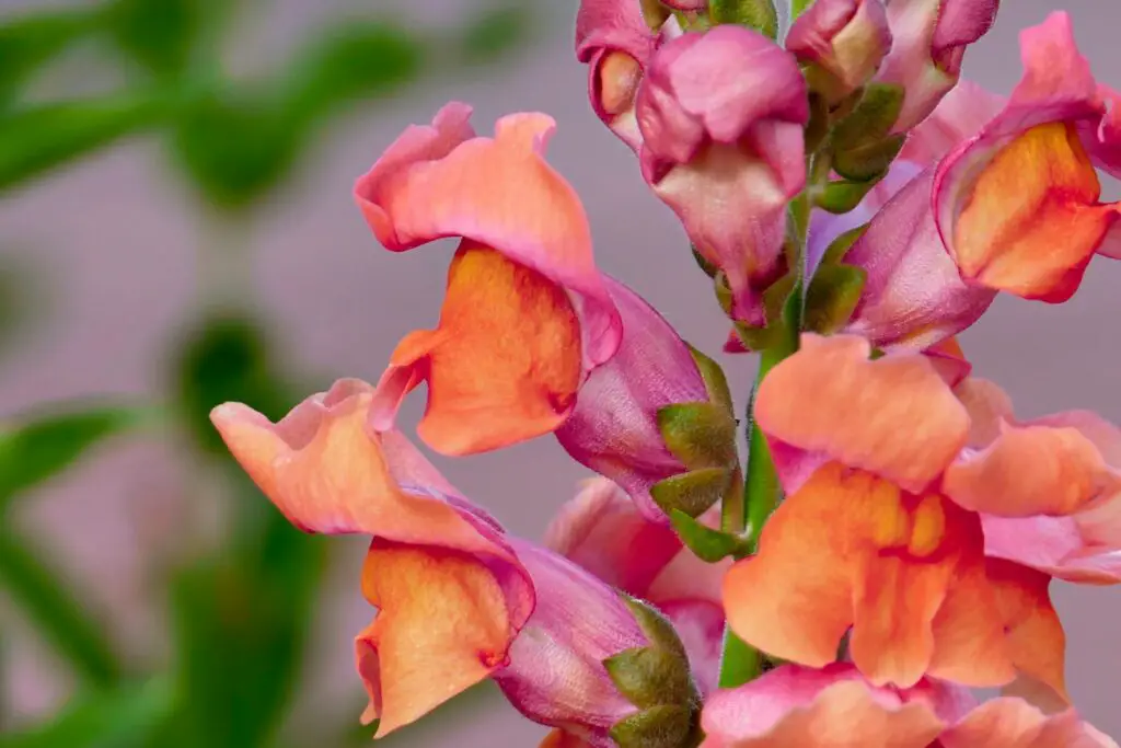 Did You Know Plants Can Do Math? These Species Can Actually Count and Remember Numbers
