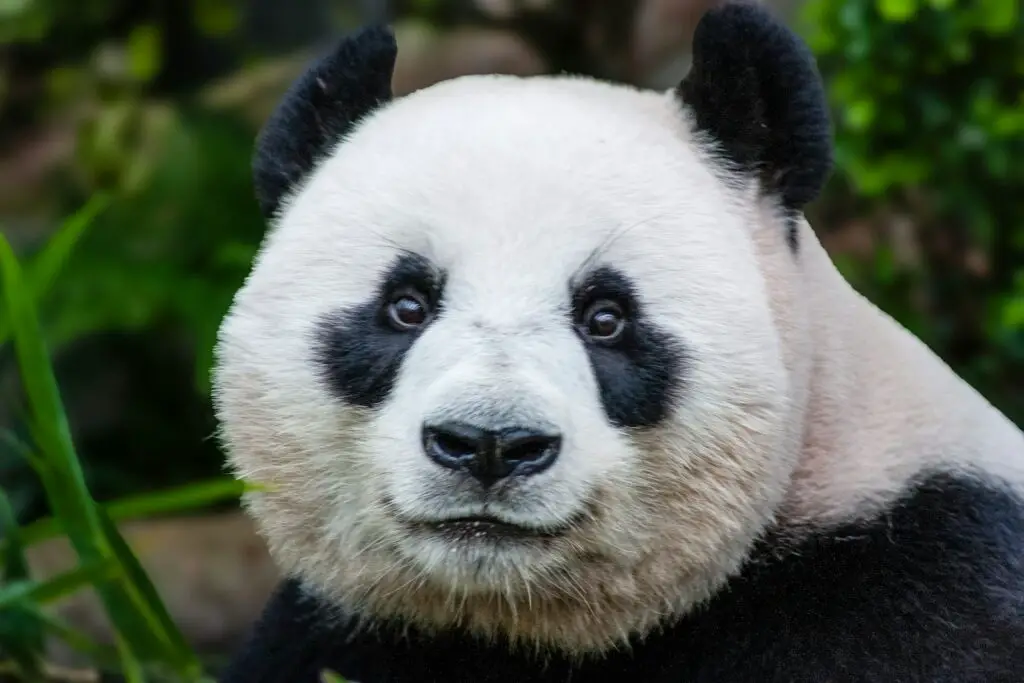Giant Panda Stem Cells Could Save Endangered Species – Lab-Grown Conservation