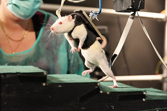 Mice’s Jaw-Dropping Instinct to Save Buddies from the Brink – Nature’s Paramedics?