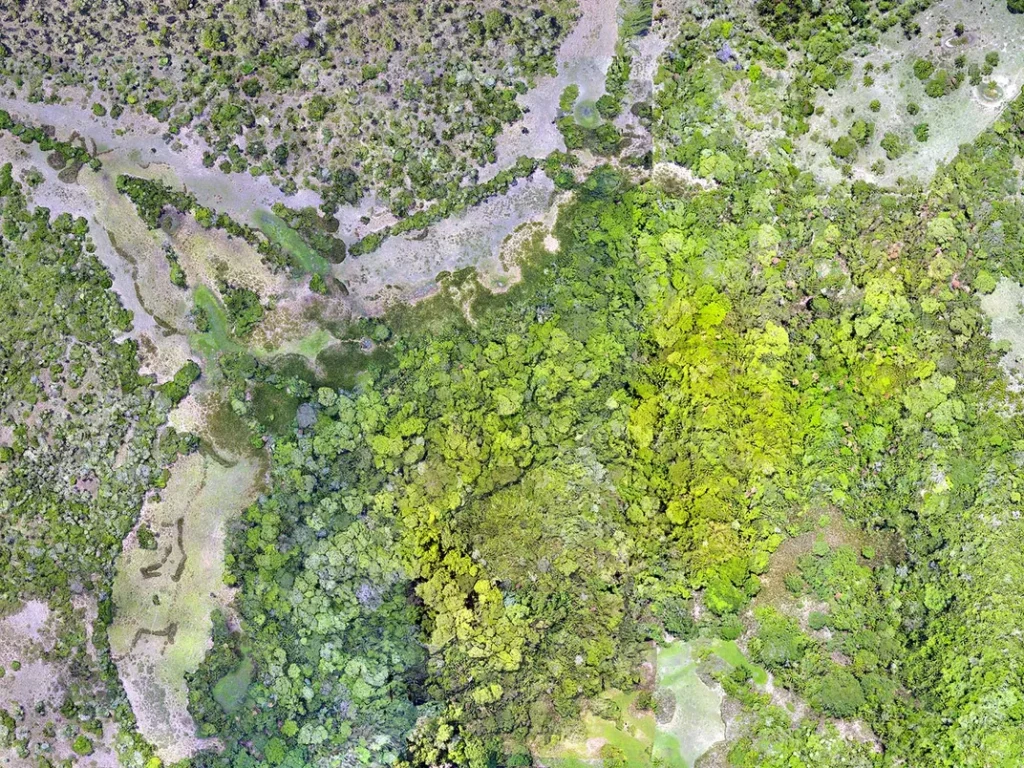 Ancient Amazonians Built 6,000 Connected Platforms – Lost Civilization Found