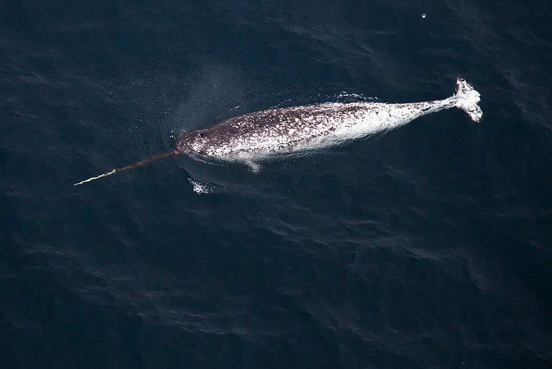 15 Animals That Evolved in the Weirdest Ways