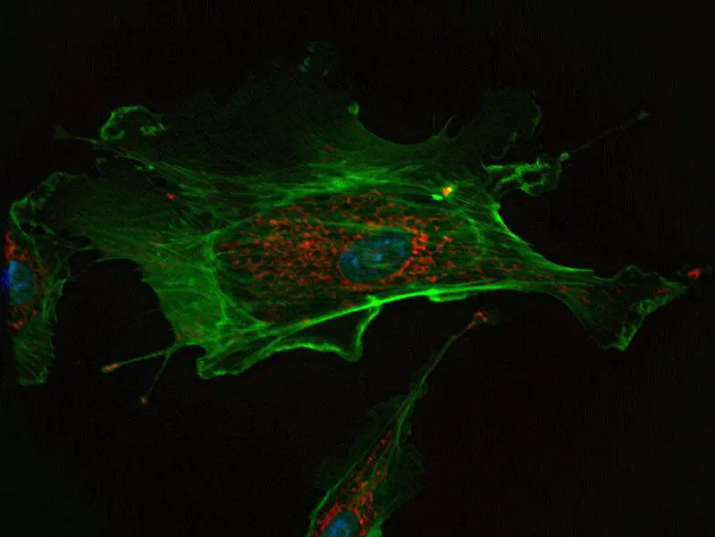 15 Ancient Traits You Still Have From the First Living Cells