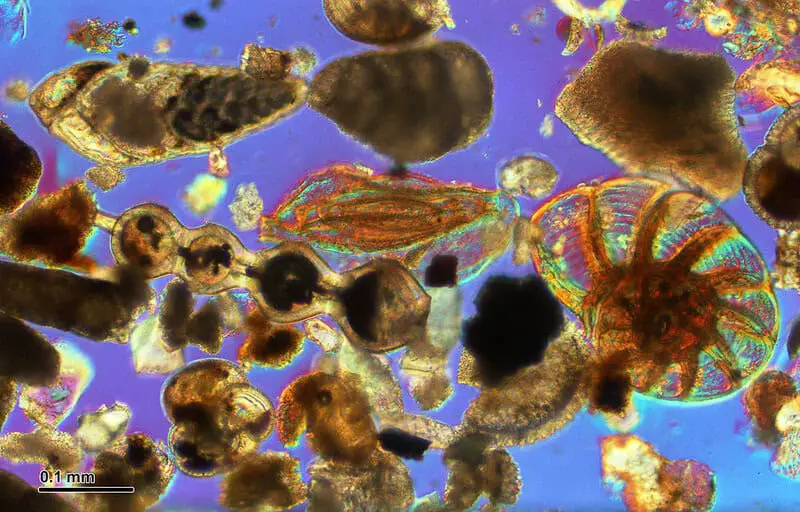 15 Imminent Threats to Biodiversity That Researchers Are Actively Addressing