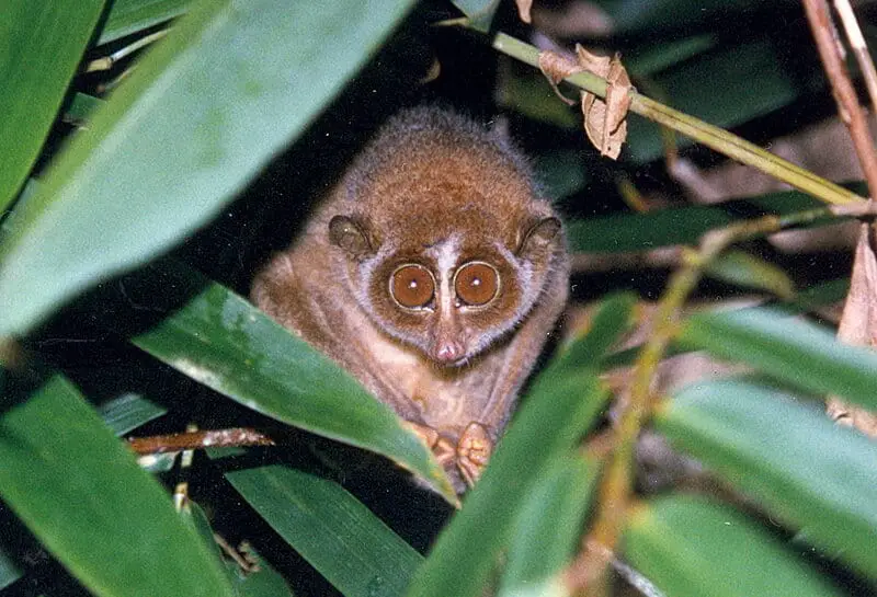 15 Evolutionary Milestones That Took Us From Goo to You