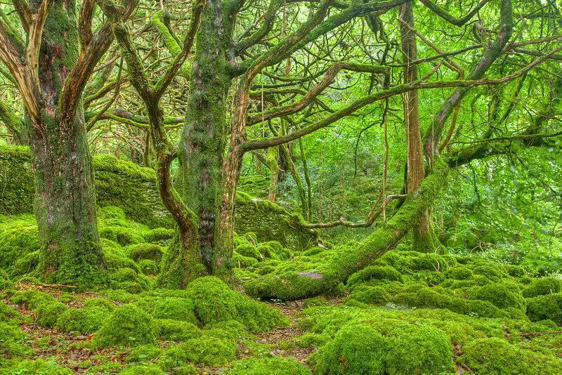 The Climate Solution Hiding in Plain Sight: Trees That Eat CO2 and Poop Out Rocks
