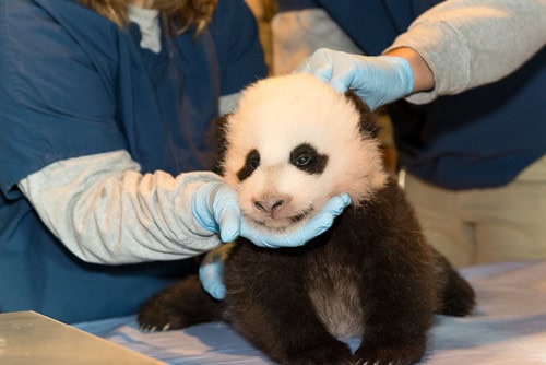 Giant Panda Stem Cells Could Save Endangered Species – Lab-Grown Conservation