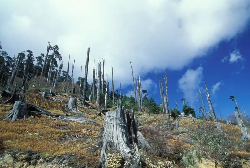 Forest Apocalypse: Why 2025’s Deforestation Crisis Threatens Human Civilization