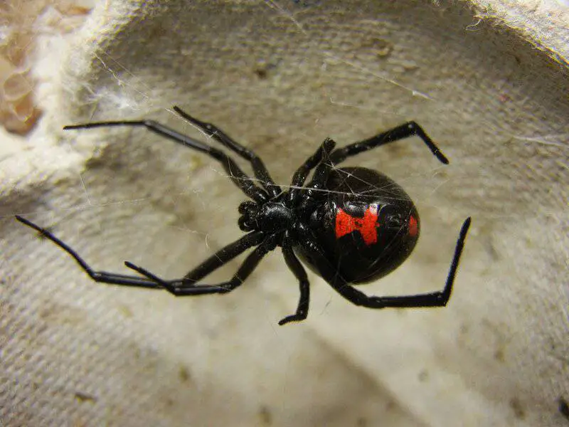 Don’t Touch These: 15 Poisonous Animals Found in Your Backyards