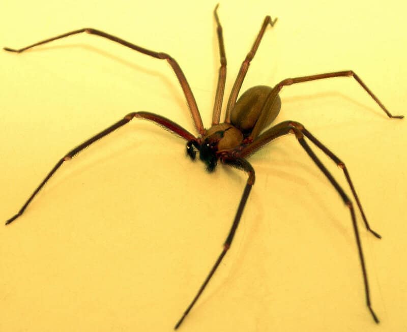Don’t Touch These: 15 Poisonous Animals Found in Your Backyards