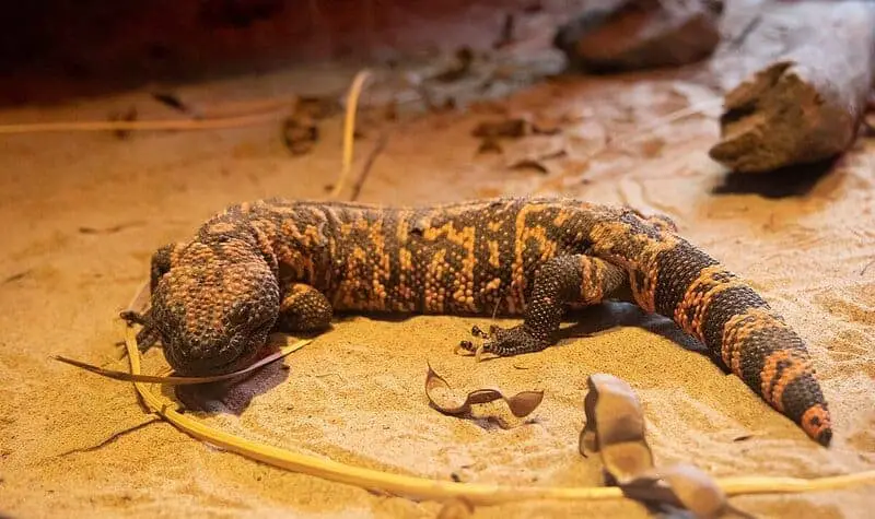 Don’t Touch These: 15 Poisonous Animals Found in Your Backyards
