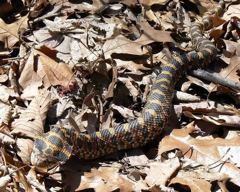 Don’t Touch These: 15 Poisonous Animals Found in Your Backyards
