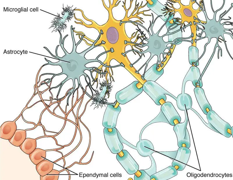 Scientists Discovered a “Second Brain” in Your Heart—And It Remembers Everything
