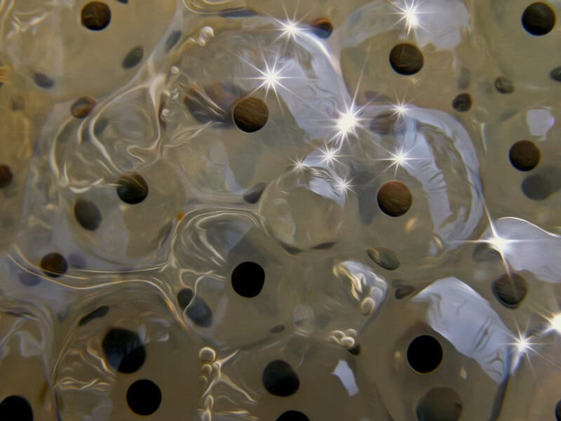 600-Million-Year-Old Body Symmetry Mechanism Found in Sea Anemones
