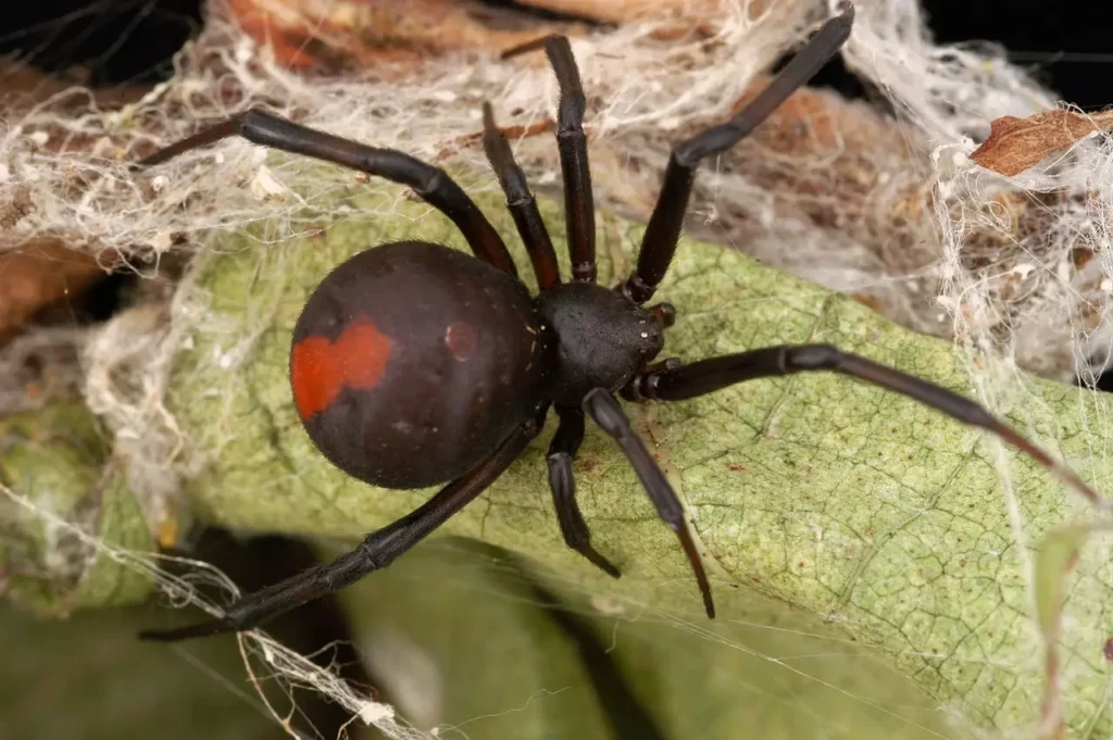 The Great Escape Artists: Animals That Fake Death Better Than Any Actor