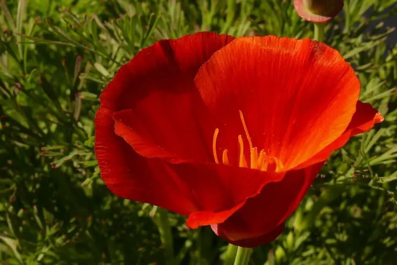 Forbidden Colors for Bugs? These Mediterranean Rebels Spot Red Anyway.