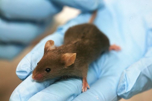 Mice’s Jaw-Dropping Instinct to Save Buddies from the Brink – Nature’s Paramedics?