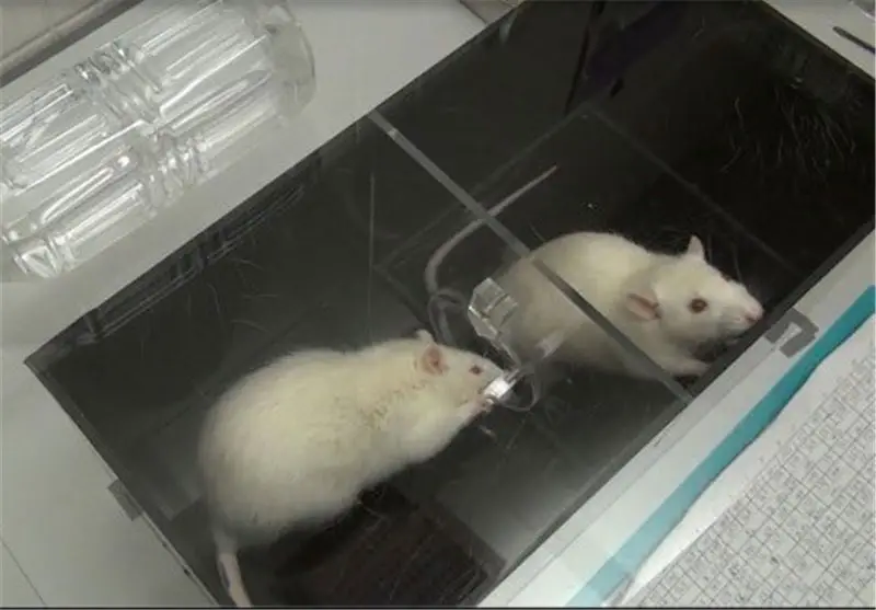 Mice’s Jaw-Dropping Instinct to Save Buddies from the Brink – Nature’s Paramedics?