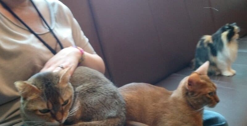 Why Your Cat’s Purr Is Literally Healing You—The Frequency That Repairs Bones