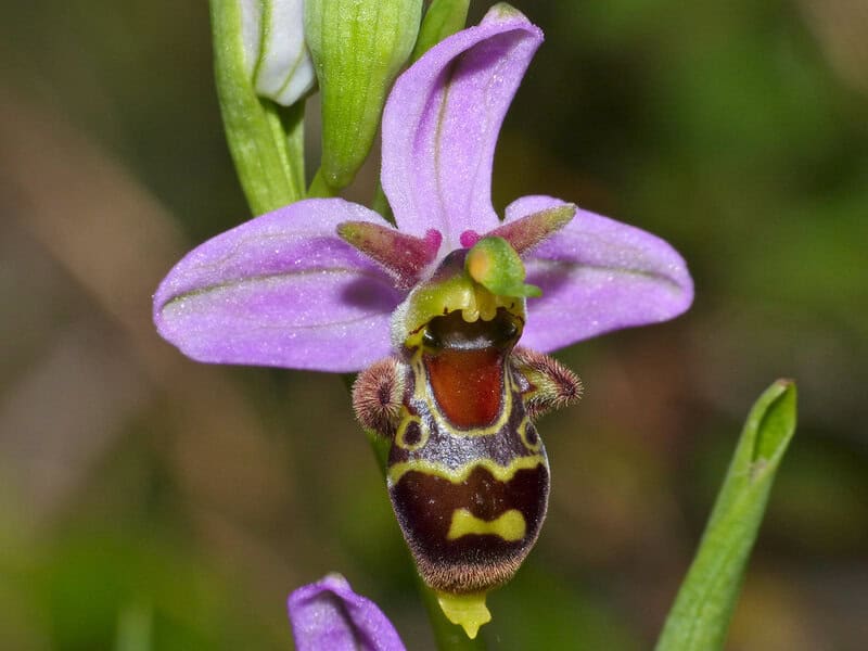 The Shapeshifters: Plants That Become Invisible to Survive