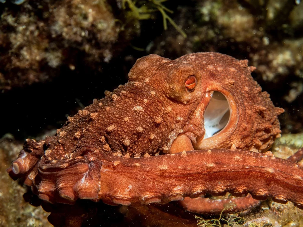 How Octopuses Became the Ocean’s Smartest Invertebrates — 25 Problem-Solving Abilities