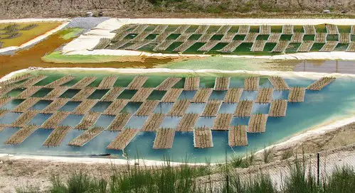 The Plant That Can Literally Eat Metal (And It’s Growing in Your Backyard)