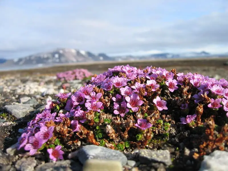 Antarctica Is Growing New Forests—But It’s Not Good News